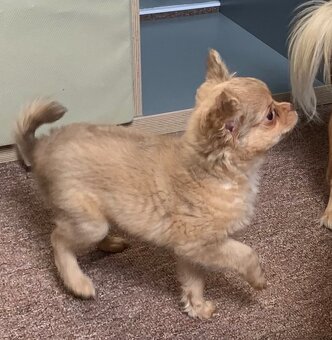 Čivava dlouhosrstá štěňátka - 5