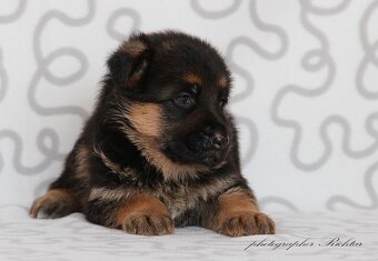 Německý ovčák štěňata - 5