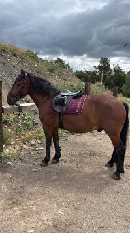 Valach na prodej - 5