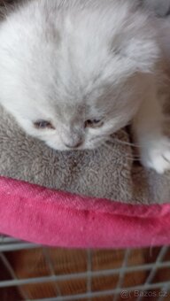 Britská koťátka  s PP - 5