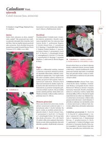 Encyklopedie tulipánů, hyacintů, begonií a dalších ..rostlin - 5