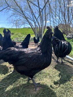 Ayam Cemani - kuřátka - 5