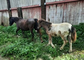 Pony,minihorse - 5