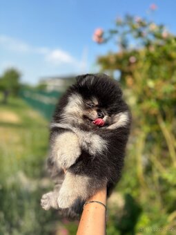 Pomeranian - 5