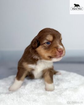 Miniaturní americký ovčák s FCI PP s nadstandardní péčí - 5