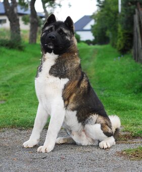 Americká Akita - 5