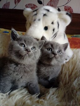 Britská modrá- koťátka,ihned na odběr - 5