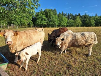 Vysokobřezí Kráva Galloway - 5