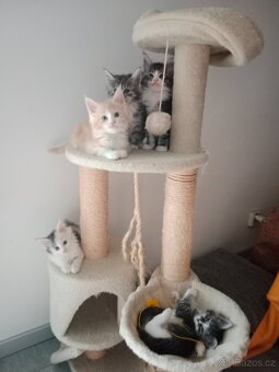 Mainská mývalí koťátka - 5