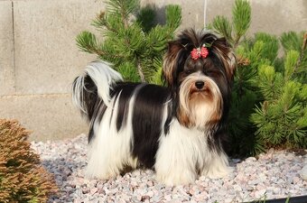 Biewer Terrier, Biewer jorkšírský teriér - 5