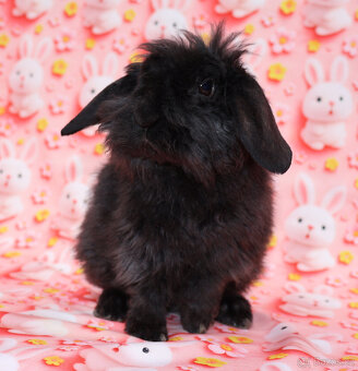 Zakrslý rex beránek LT malinká samička s VP . - 5