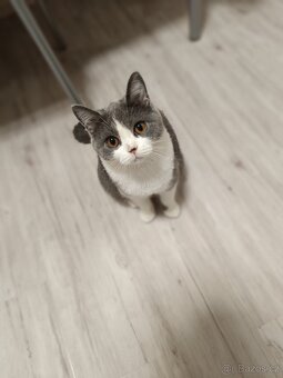 Britská Bicolor kočka - 5