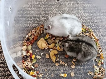 Křečík džungarský - 5