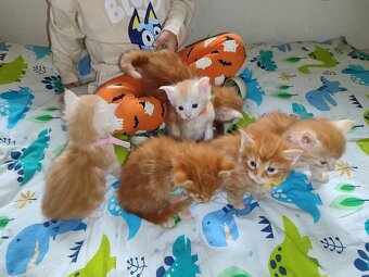 Mainská mývalí bez pp - 5