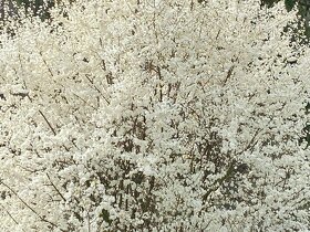 slivoň třešňoplodá kvetoucí živý plot až 100cm/rok - 5