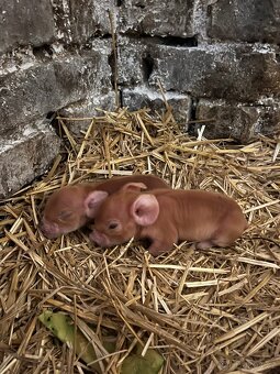 Prodej selátek Kune Kune - 5