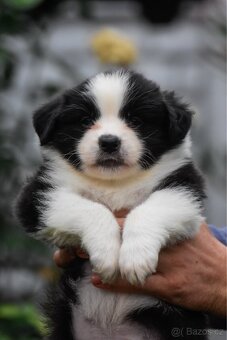 Miniaturní americký ovčák - 5