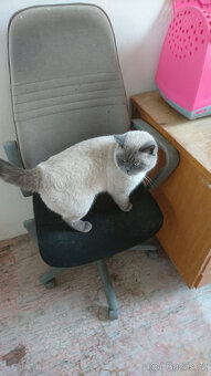 Britský kocour ke krytí - 5