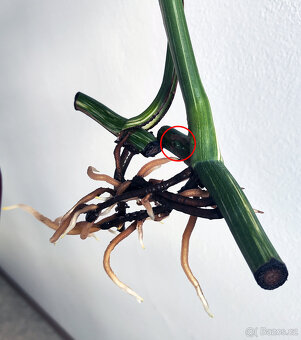 Monstera Albo – zakořeněné řízky s růstovým bodem - 2ks - 5