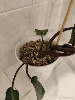 Philodendron red emerald v květináči - 5