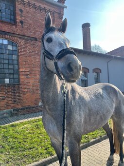 7 letý Valach po Cohinoor VDL - 5