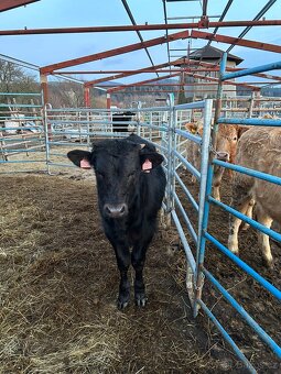 Prodám zástavové býky - 5