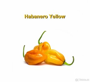 Chilli papričky - Habanero, Jalapeño, Sugar Rush Stripey - 5