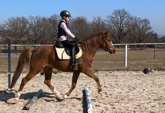 Líbivá charakterní pony klisna - 5