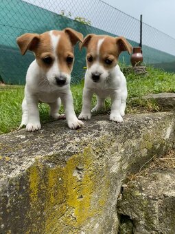 Jack Russell - 5