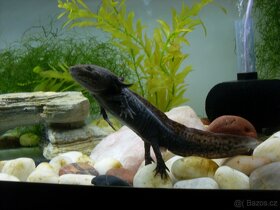Axolotl Mexický (šedé) - 5