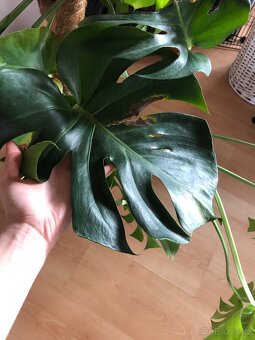 Monstera s kokosovou tyčí - 5