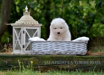 Samojed s FCI PP - LA TORRE ROJA - 5
