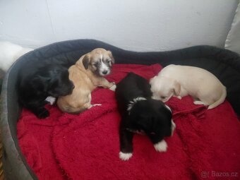 Štěňata bišona na prodej - 5