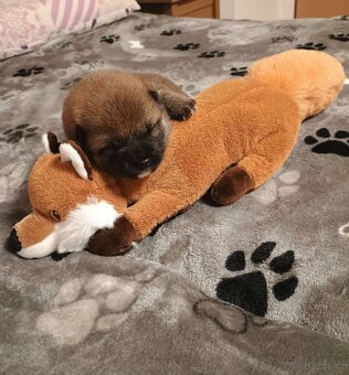 Shiba inu s PP FCI - 5