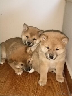 Predám šteniatka Shiba inu - 5