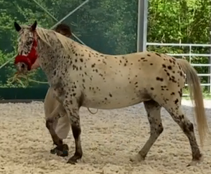 Pohodová klisna s jedinečným původem po Sandro Hit - 5