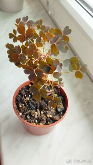 Oxalis Burgundy - 5
