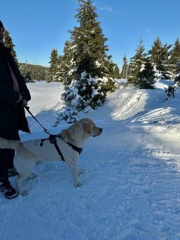 Nabízím ke krytí psa labradorského retrievera s PP - 5