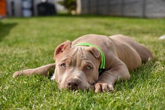 American Bully šteniatka s pp na predaj - 5