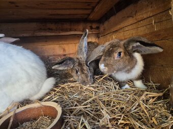 Beran x Liptovský lysko - 5