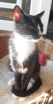 Mazlivý, klidnější 5,5měsíční černobílý kocourek Body - 5