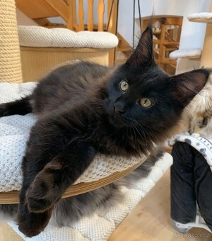 Mainská mývalí kocourek Zack s PP - 5