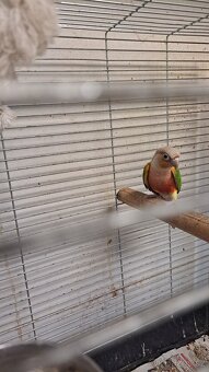 Pyrura zelenolici - 5