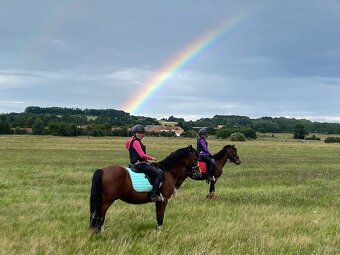 Pony KHV 134 cm (kat.A) 9 letý poník - 5