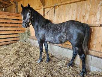 Nadějná pony klisna - 5