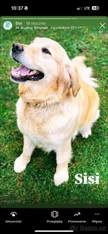 Goldendoodle - 5
