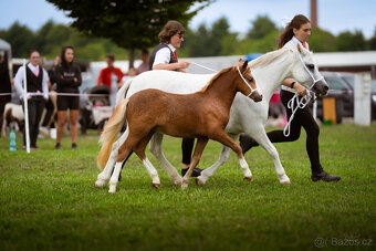 Welsh mountain pony, sekce A - 5