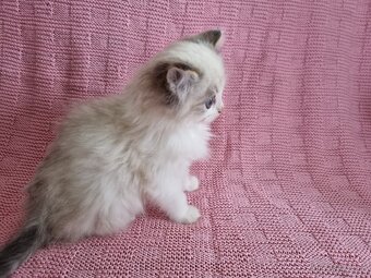 Ragdoll koťátka - 5