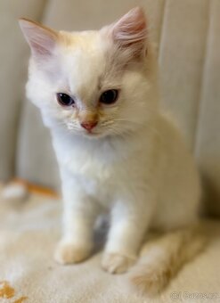 Ragdoll kocourek Imail - 5