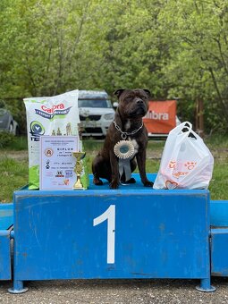 Stafordšírský bulteriér - krycí pes - 5